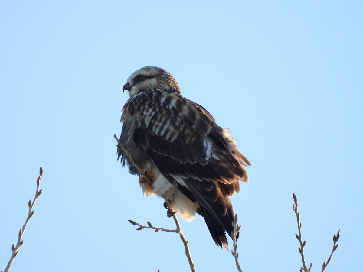 káně rousná - ML647051564