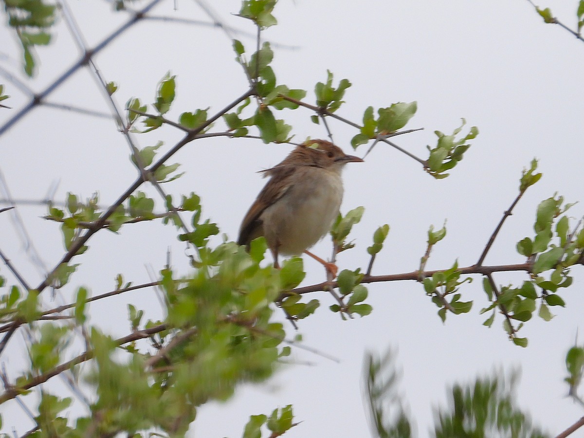 Rattling Cisticola - ML647051567