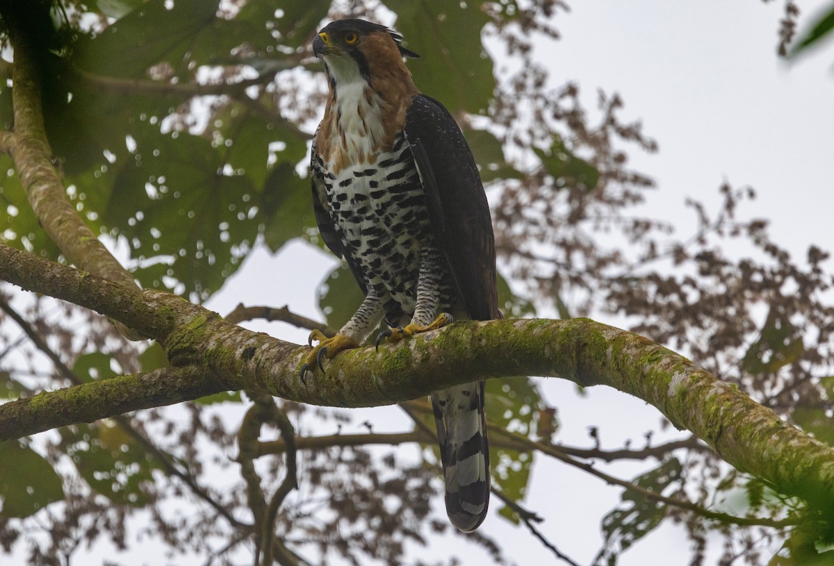 orel zdobený - ML647051572