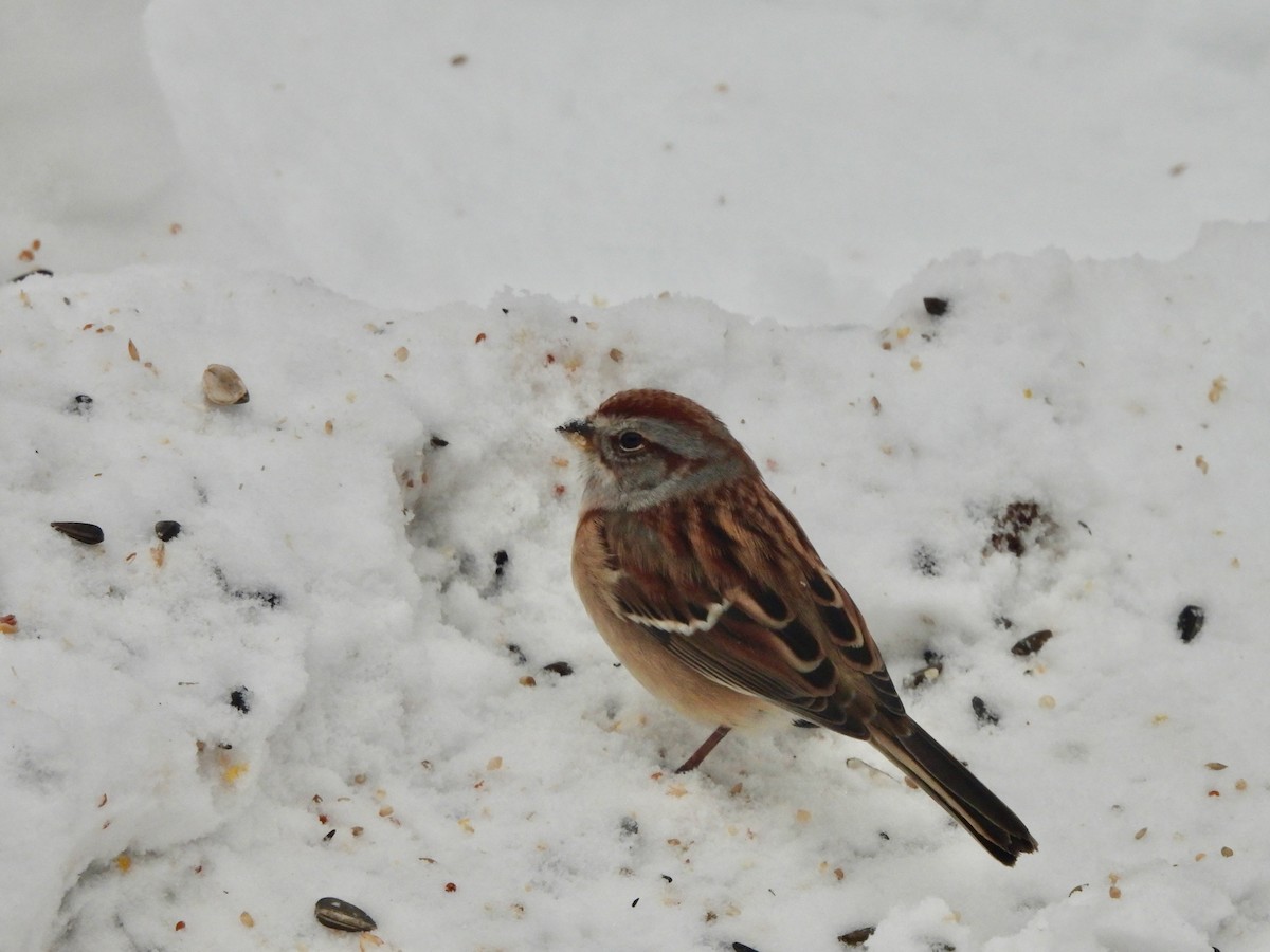 ムナフヒメドリ - ML647051573