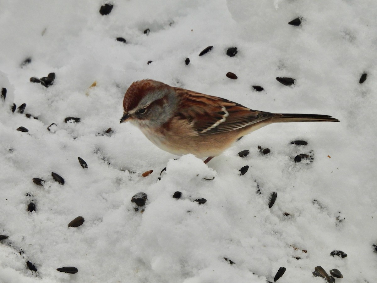 ムナフヒメドリ - ML647051574