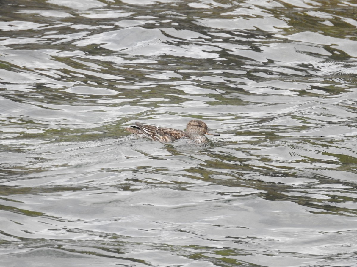 Green-winged Teal - ML647051579
