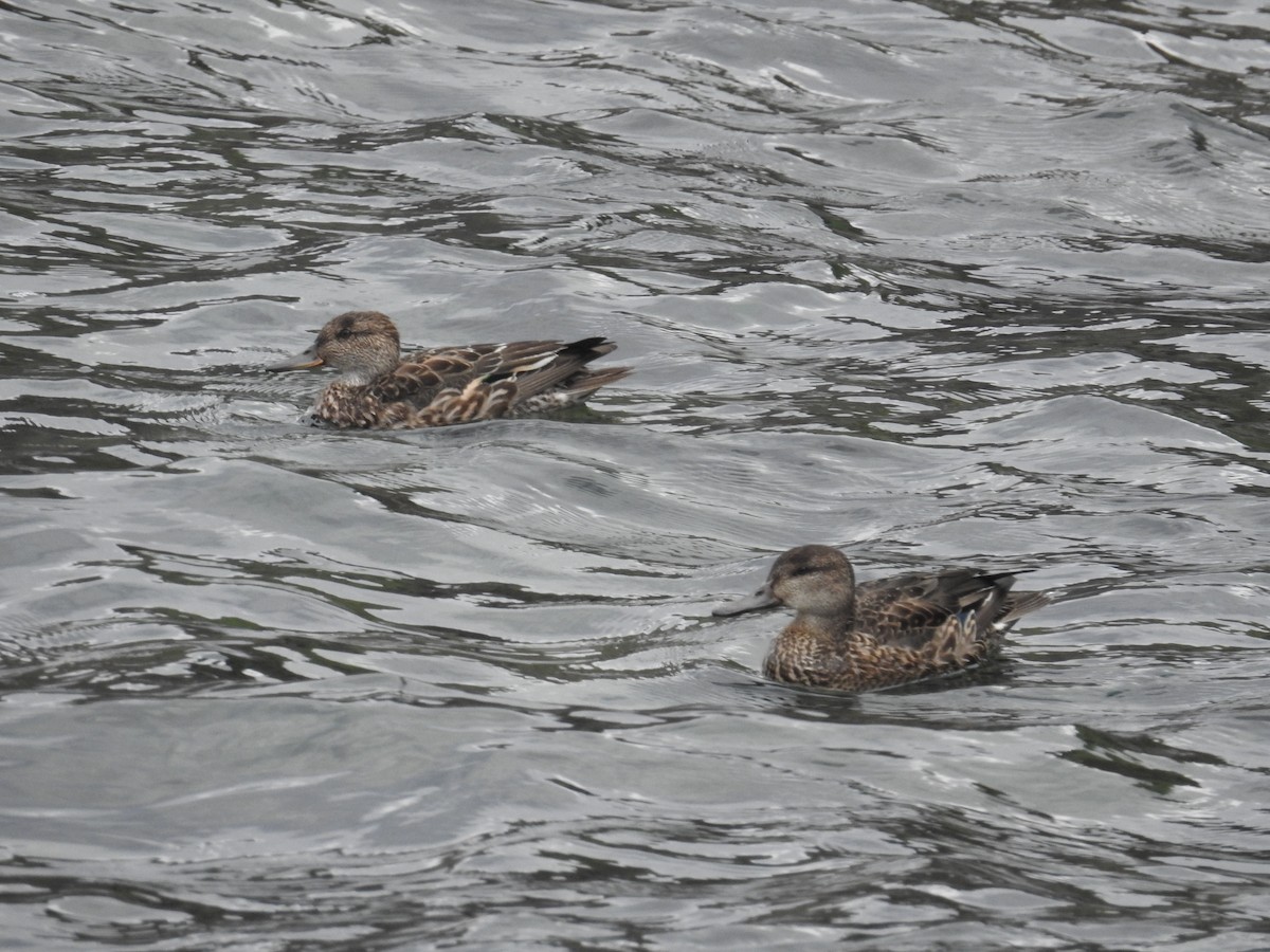 Green-winged Teal - ML647051580