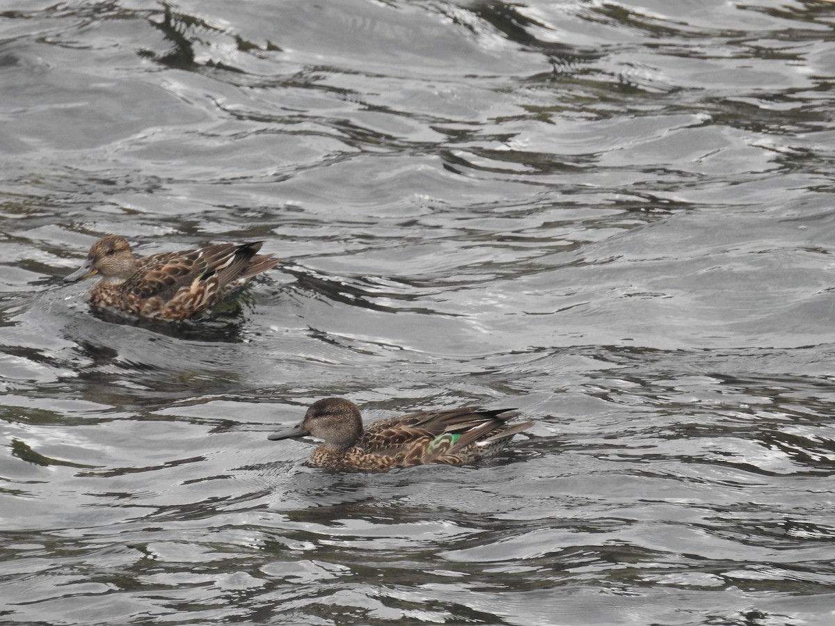 Green-winged Teal - ML647051581