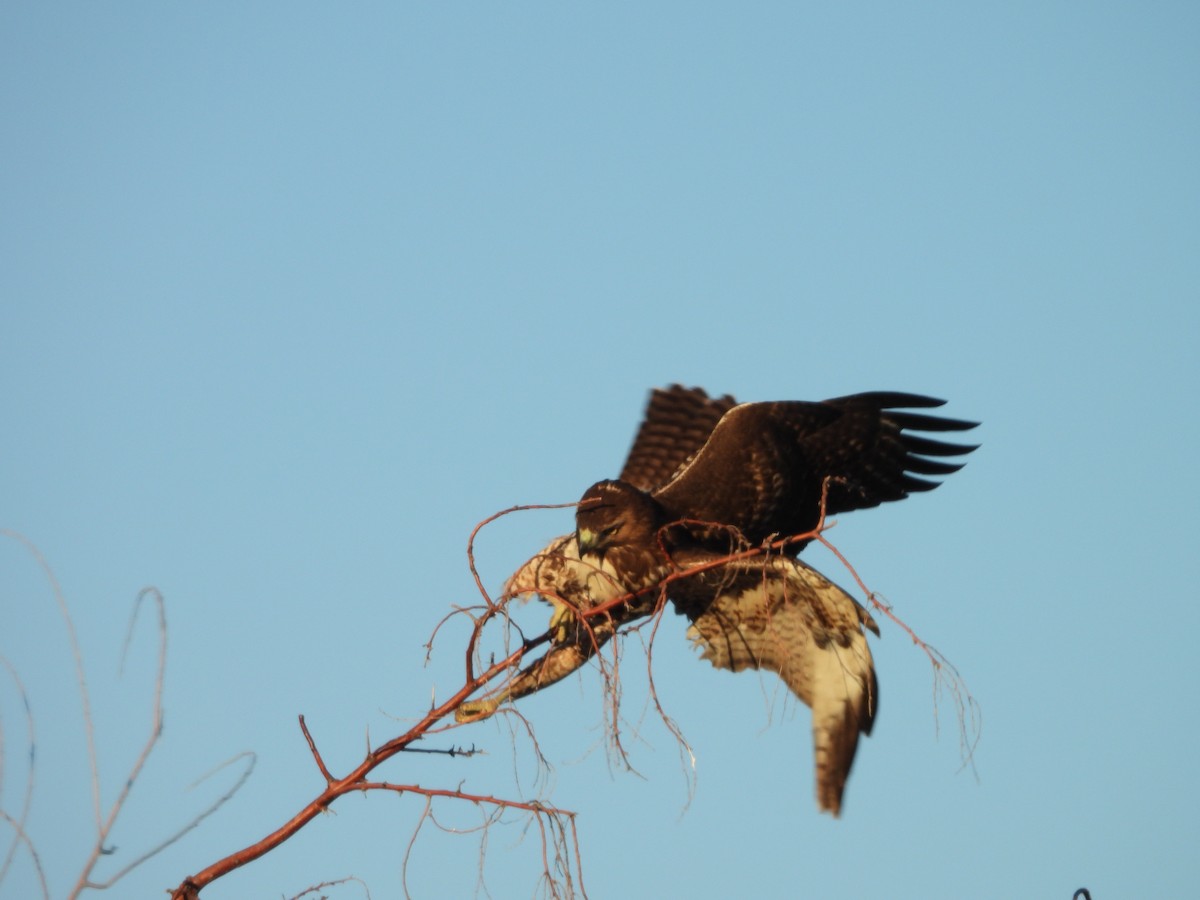 káně rudochvostá - ML647051593