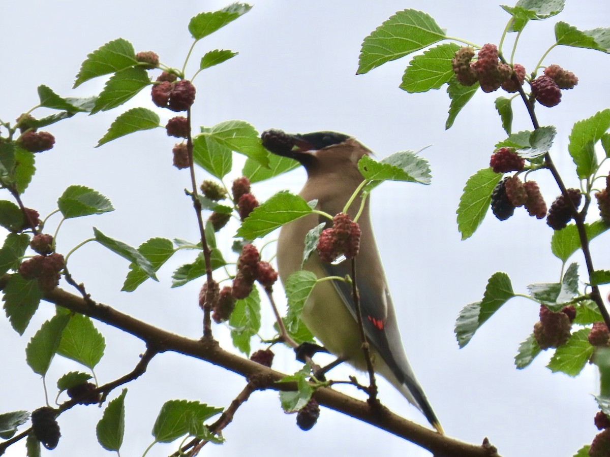 Кедровый свиристель - ML647051595