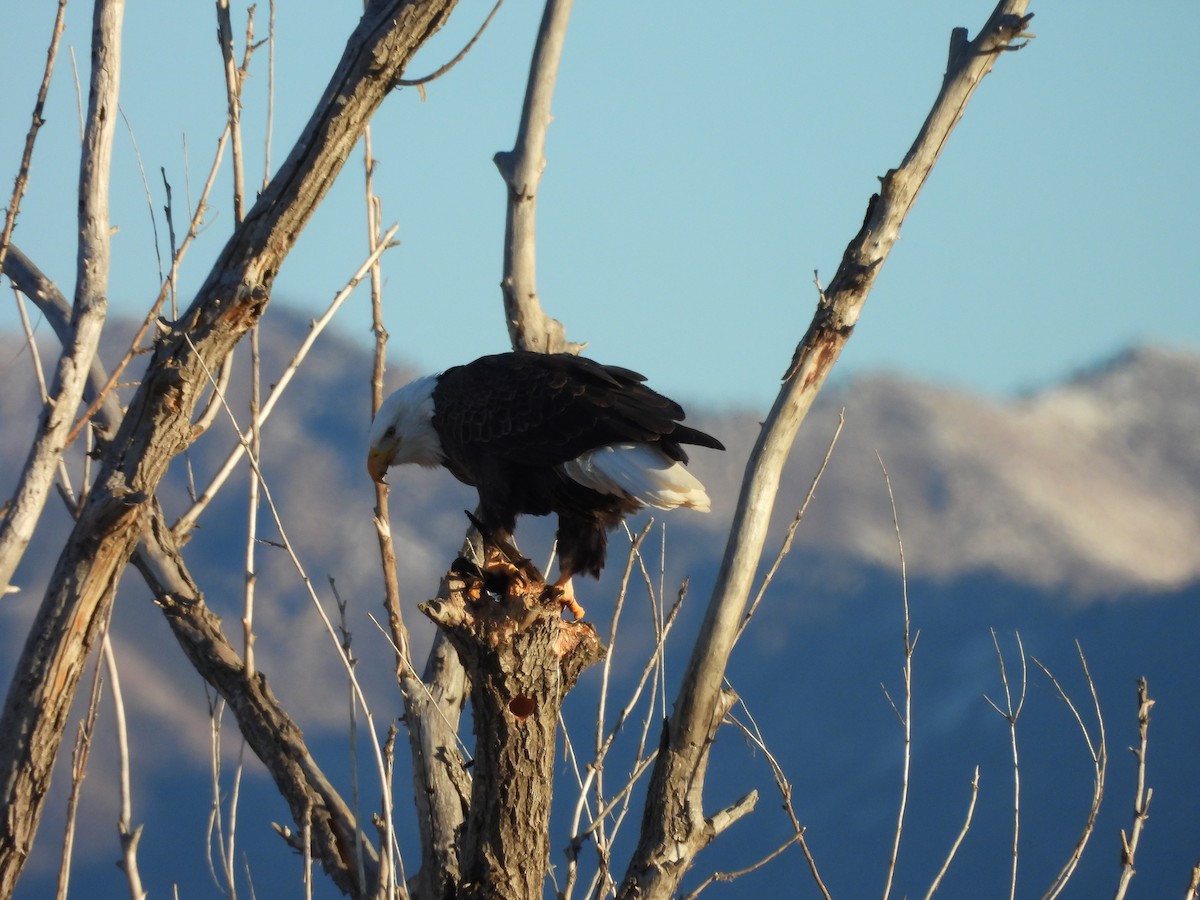 orel bělohlavý - ML647051596