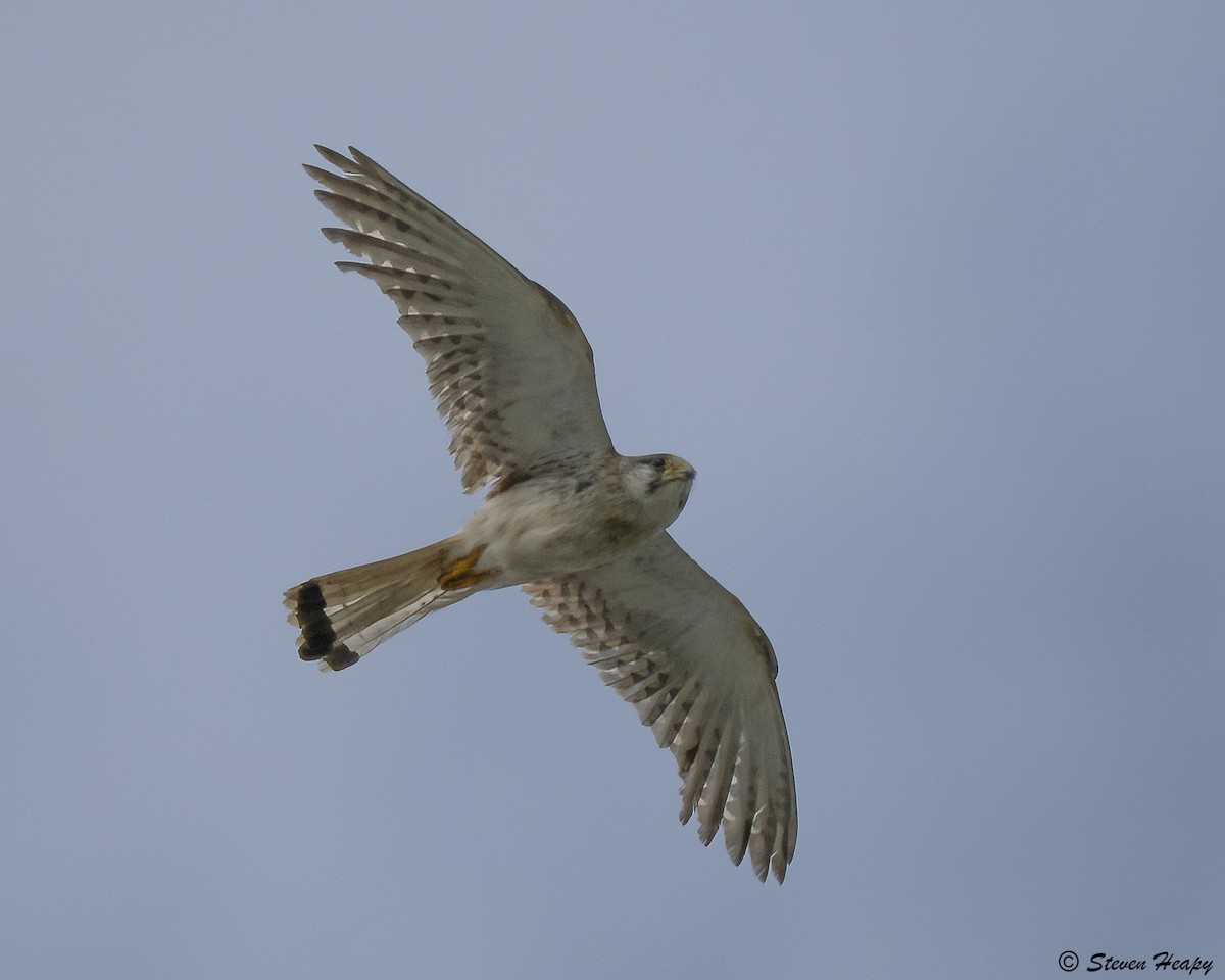 Nankeen Kestrel - ML647051602