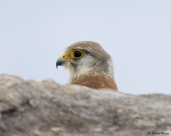 Nankeen Kestrel - ML647051611