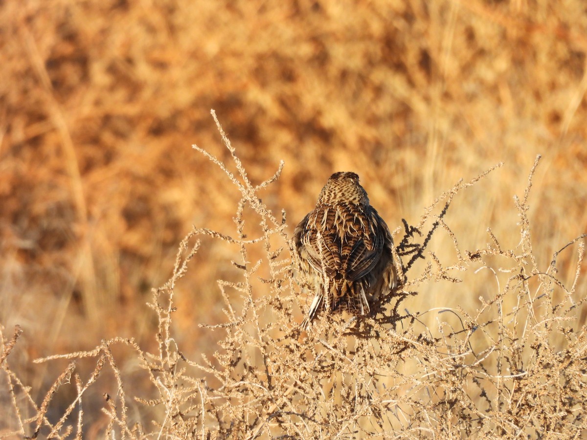 Western Meadowlark - ML647051612