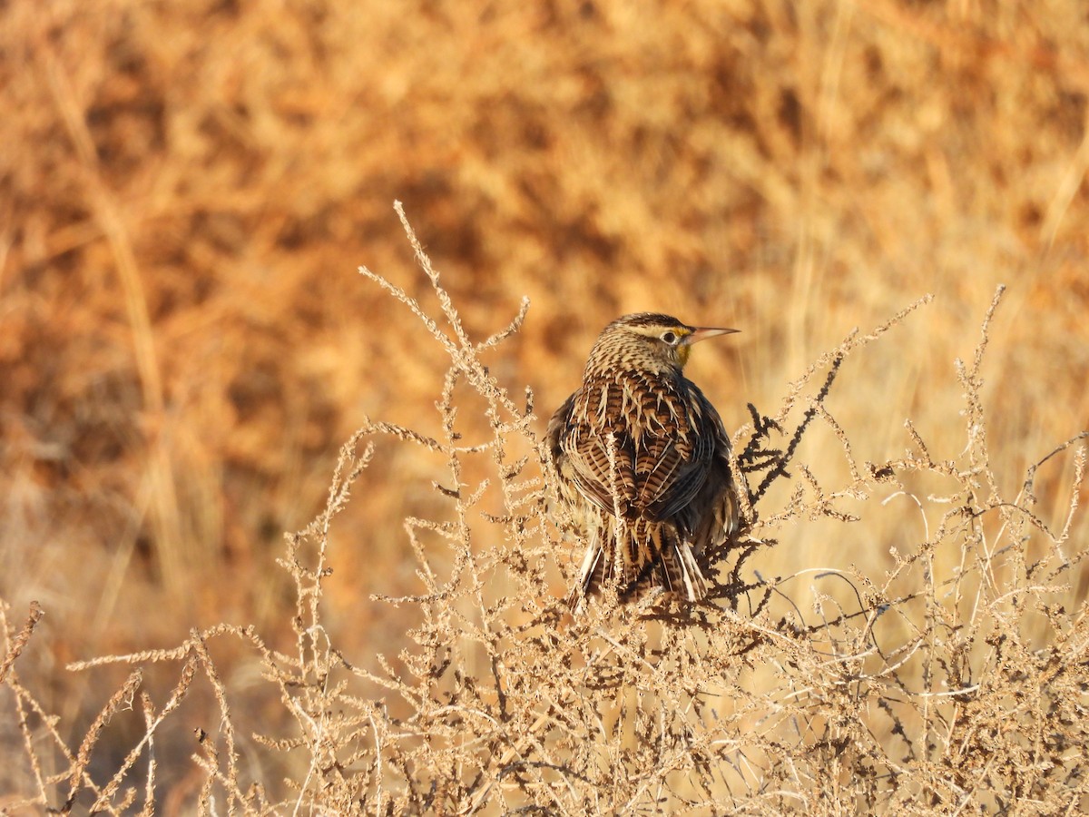 Western Meadowlark - ML647051613