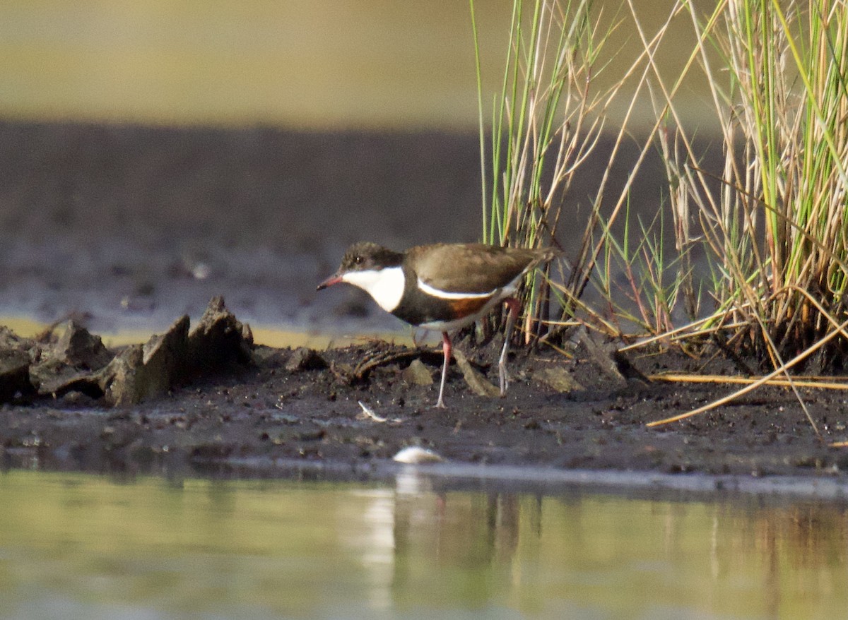 Red-kneed Dotterel - ML647051625