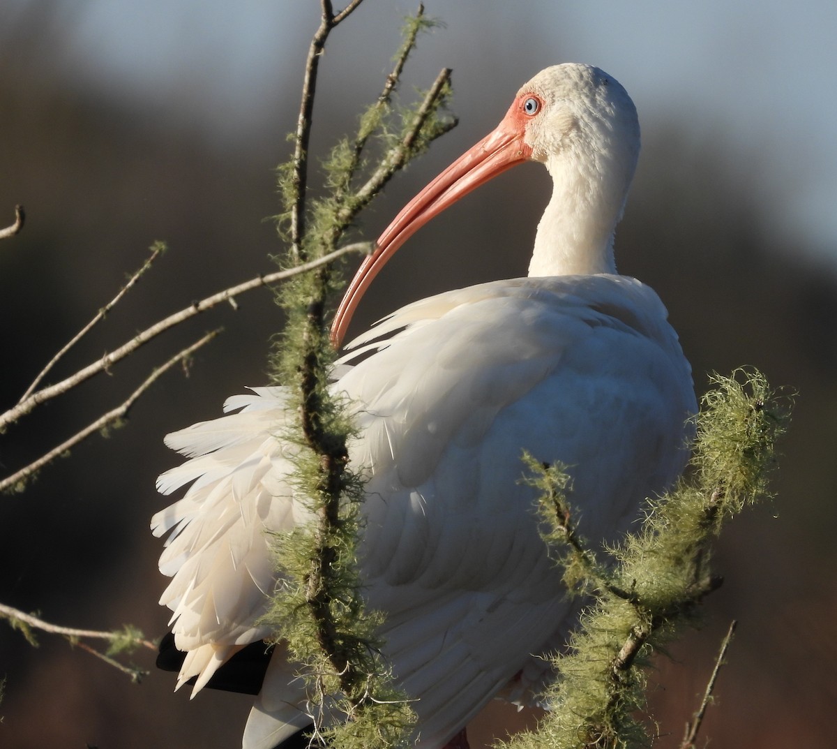 White Ibis - ML647051626