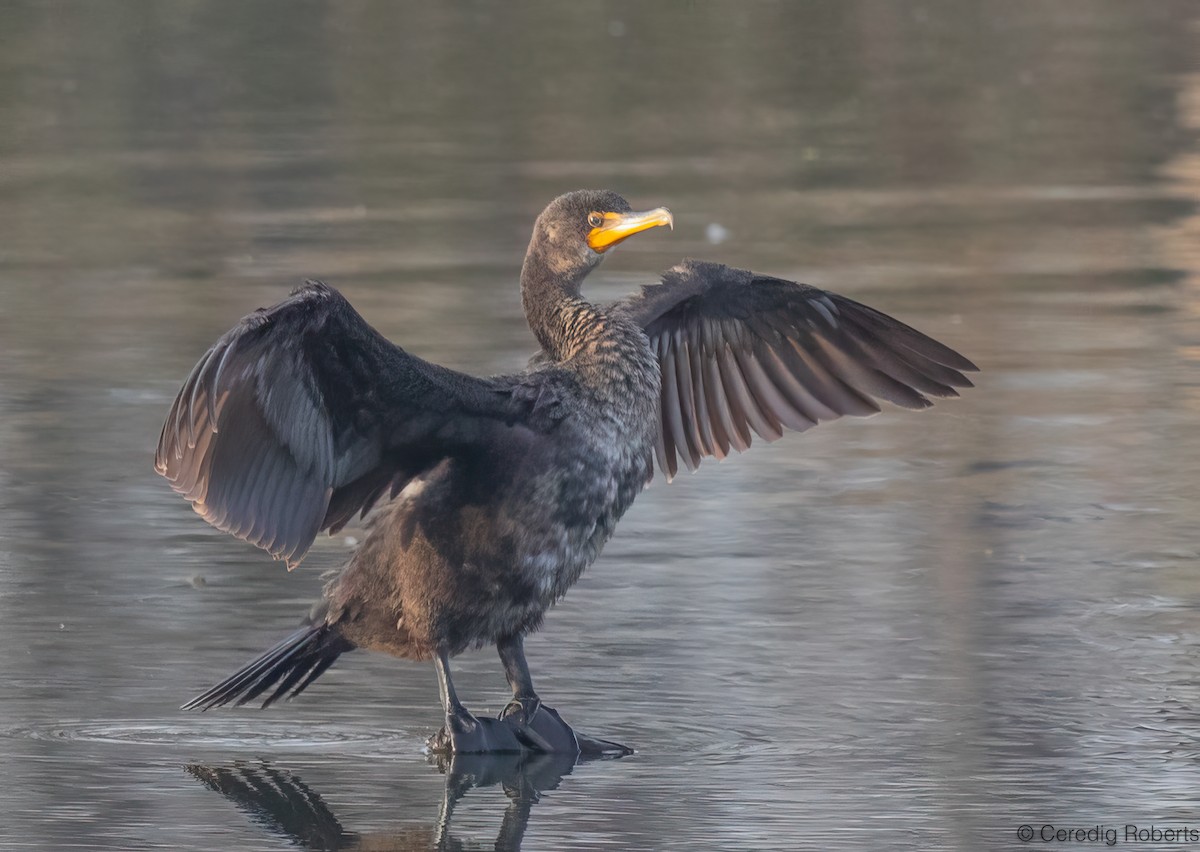 kormorán ušatý - ML647051633