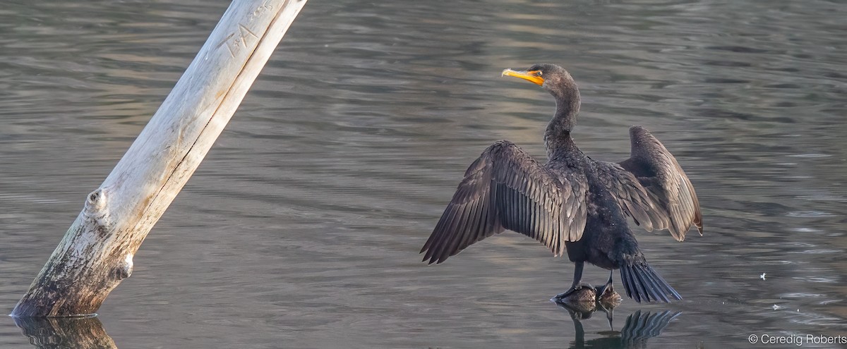 kormorán ušatý - ML647051634