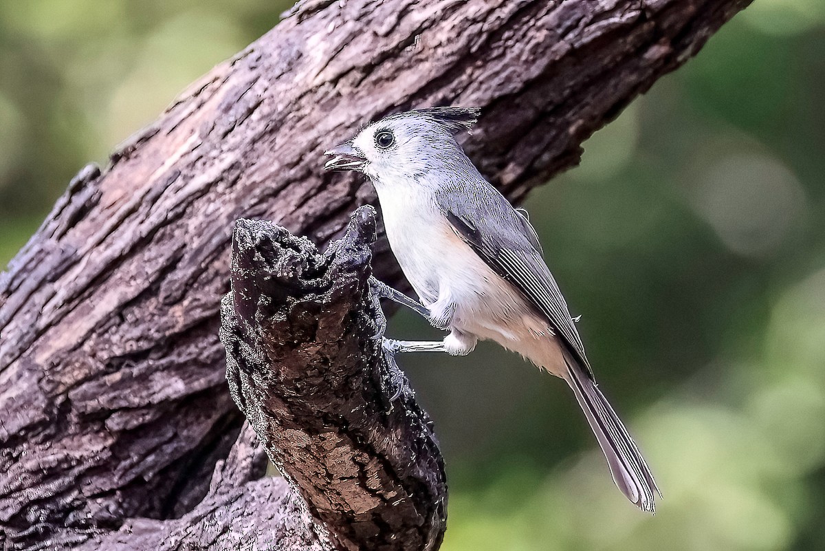 sýkora černochocholatá - ML647051636