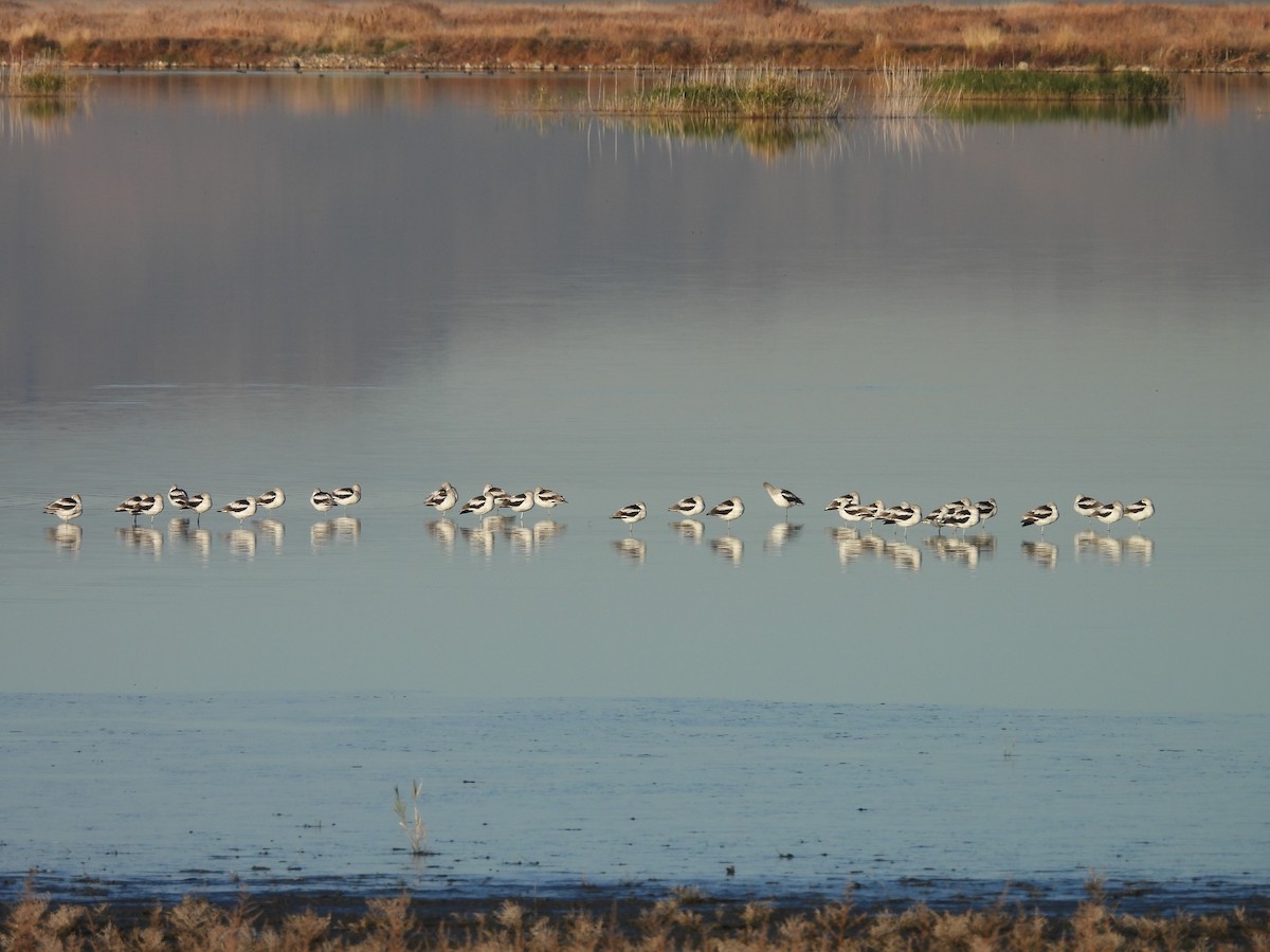 tenkozobec americký - ML647051644