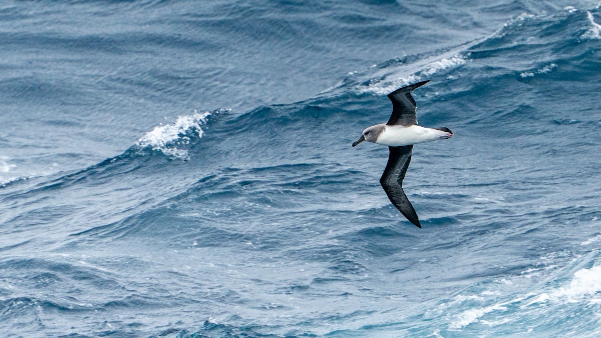 Boz Başlı Albatros - ML647051645