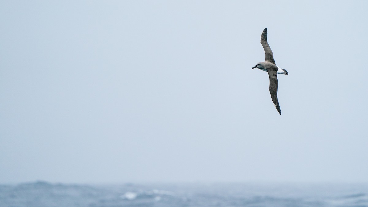 Boz Başlı Albatros - ML647051646