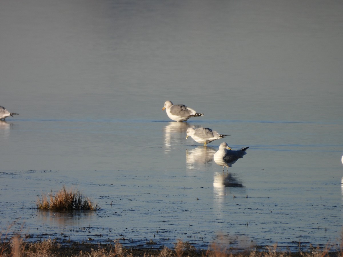 racek jezerní - ML647051649