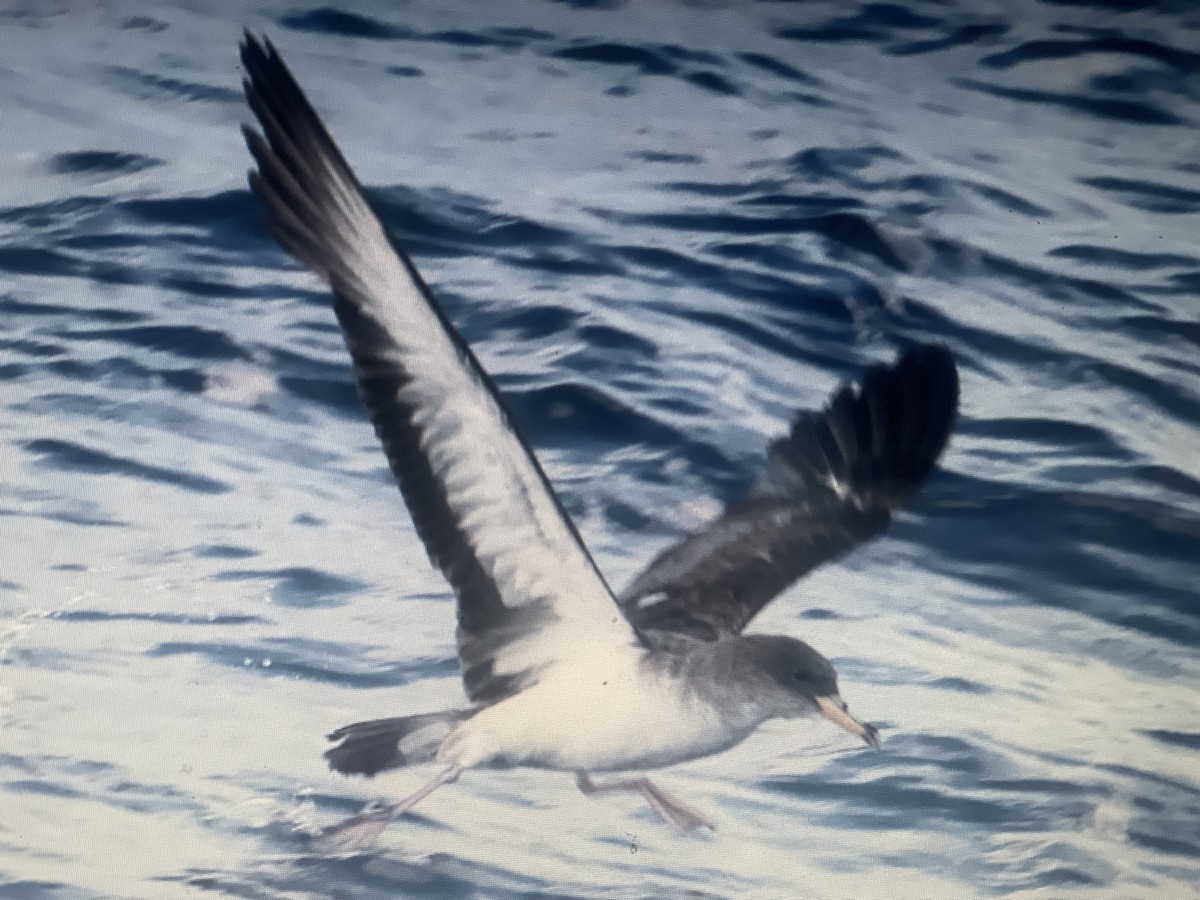 Cory's/Scopoli's Shearwater - ML647051652