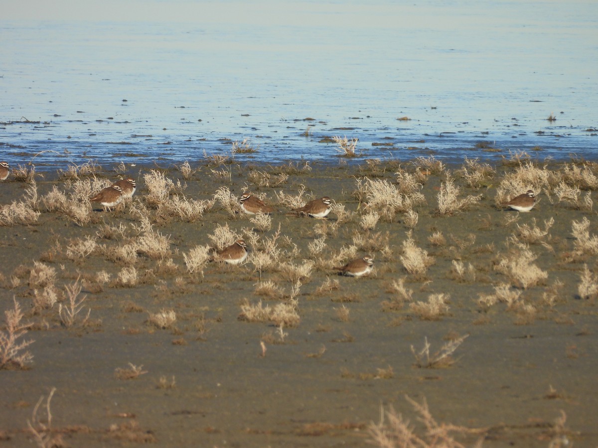 kulík rezavoocasý - ML647051666