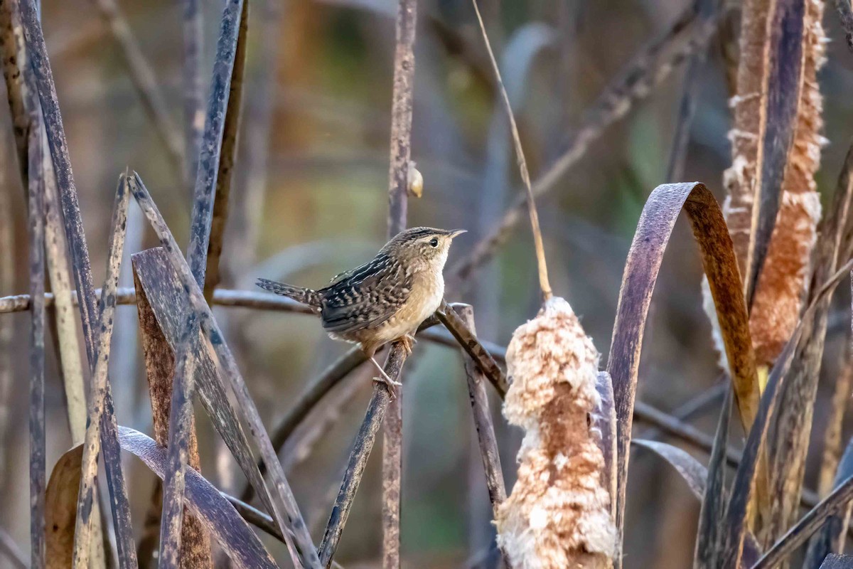 Тростниковый крапивник - ML647051675