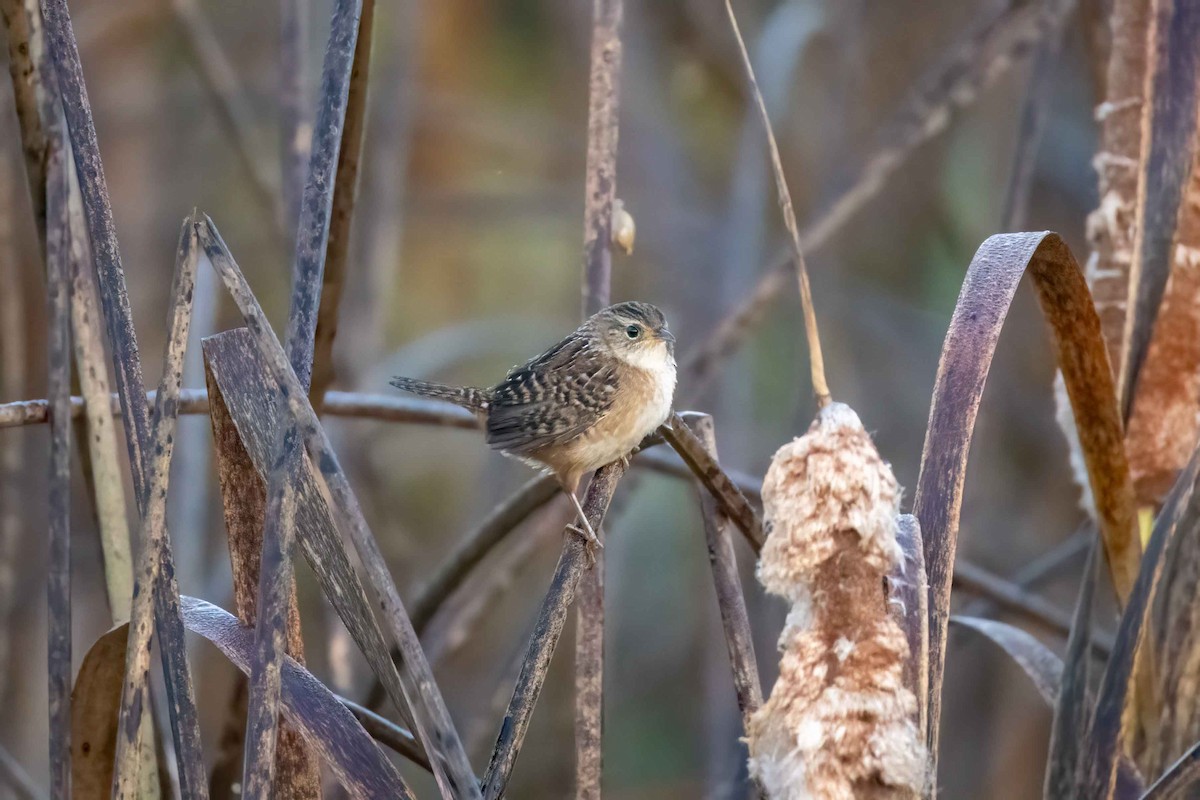 Тростниковый крапивник - ML647051676