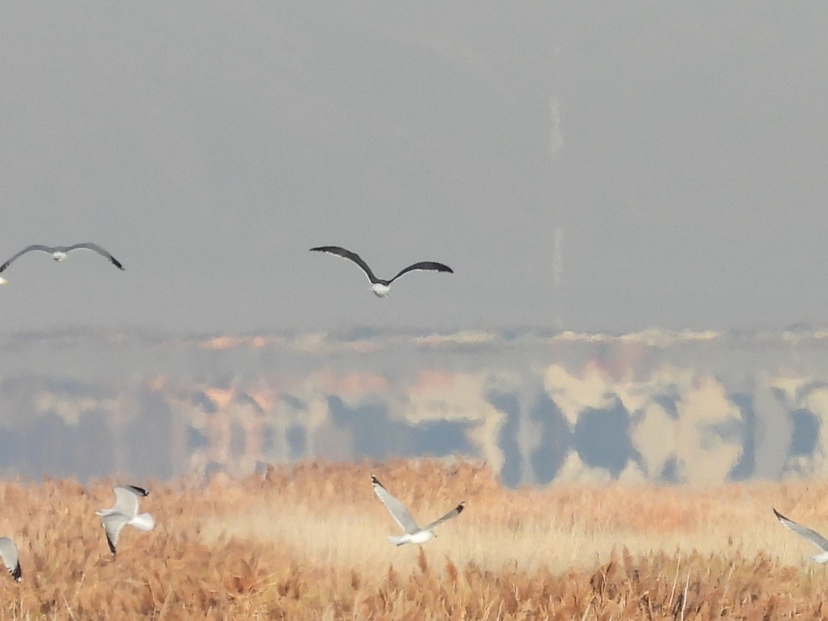 racek žlutonohý - ML647051682