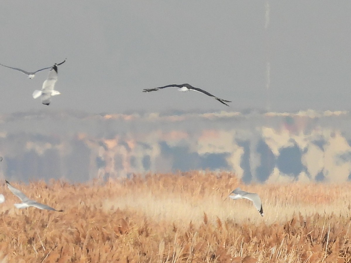 racek žlutonohý - ML647051683