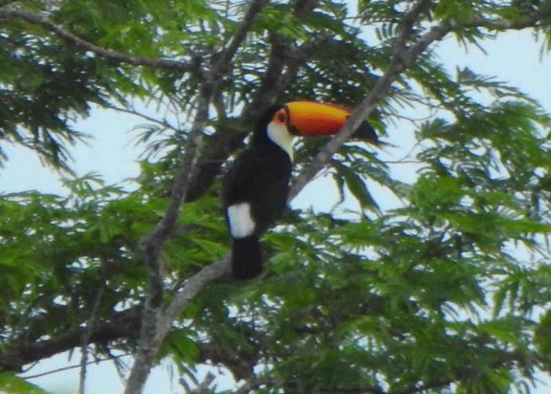 Toco Toucan - ML647051695