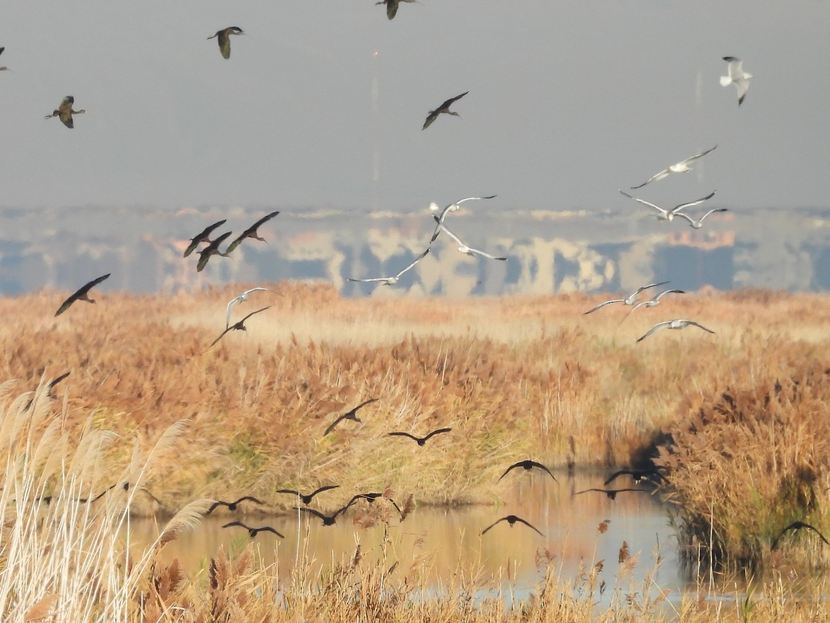 ibis americký - ML647051702