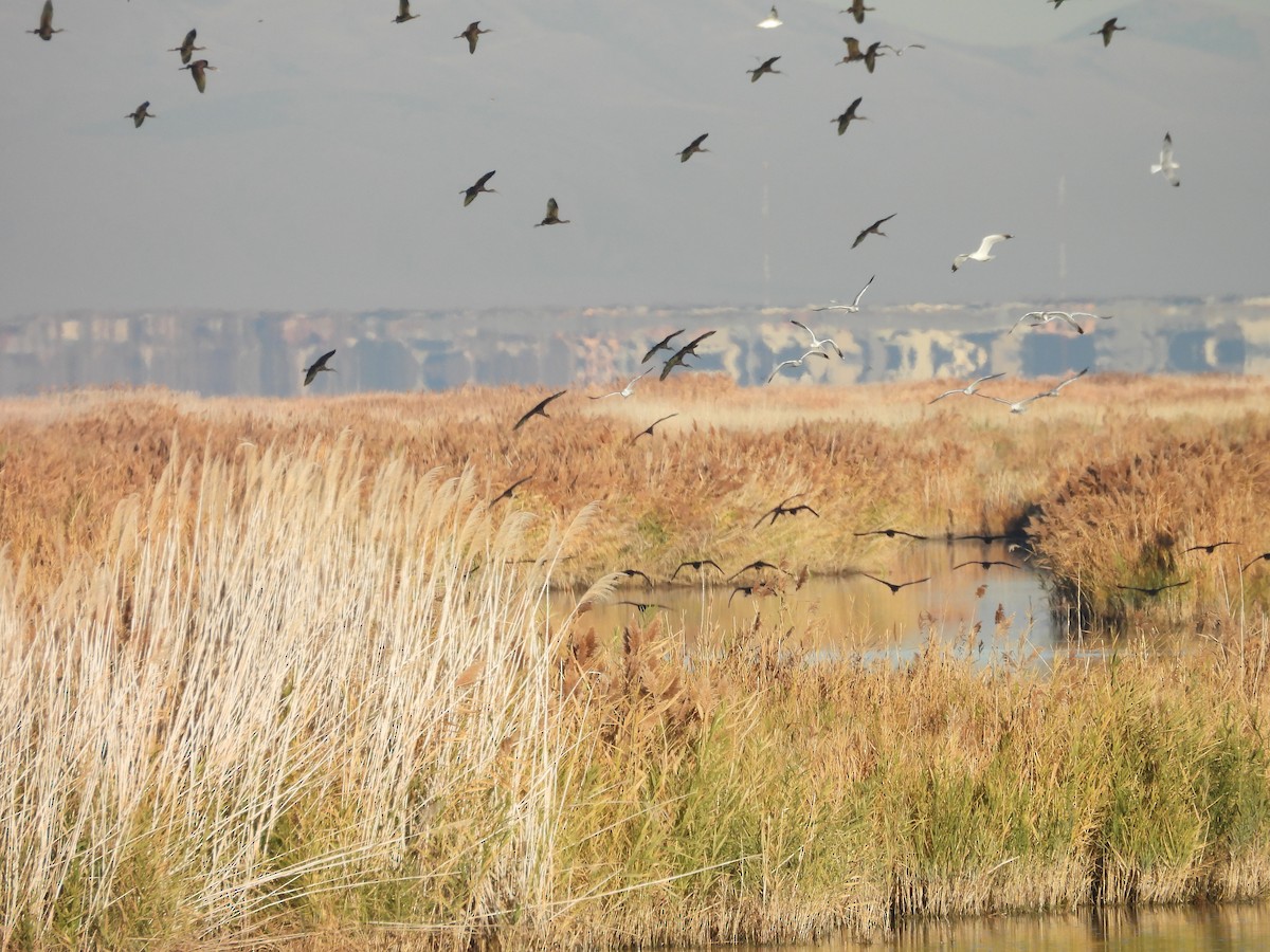 ibis americký - ML647051703