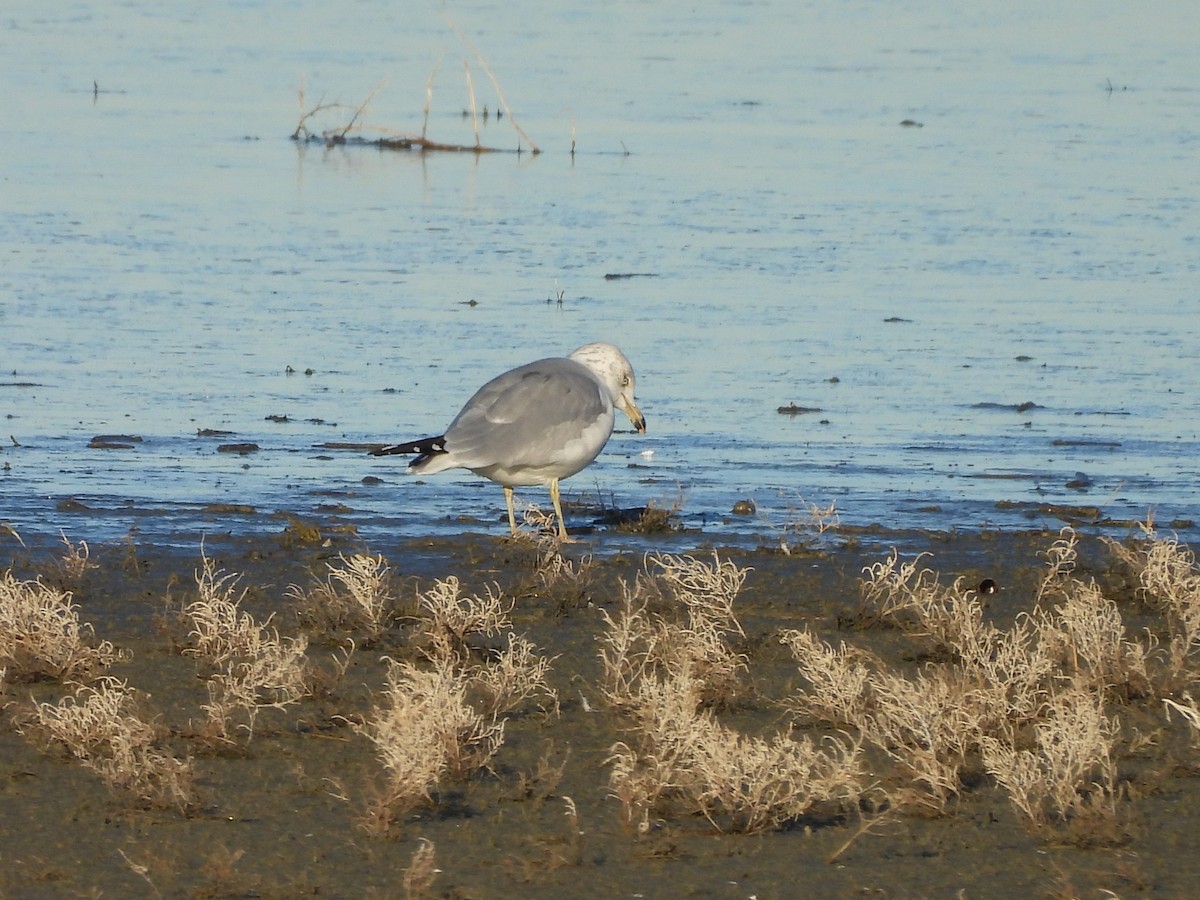 racek kroužkozobý - ML647051720