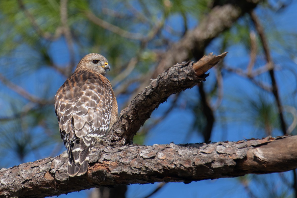 Red-shouldered Hawk - ML647051729