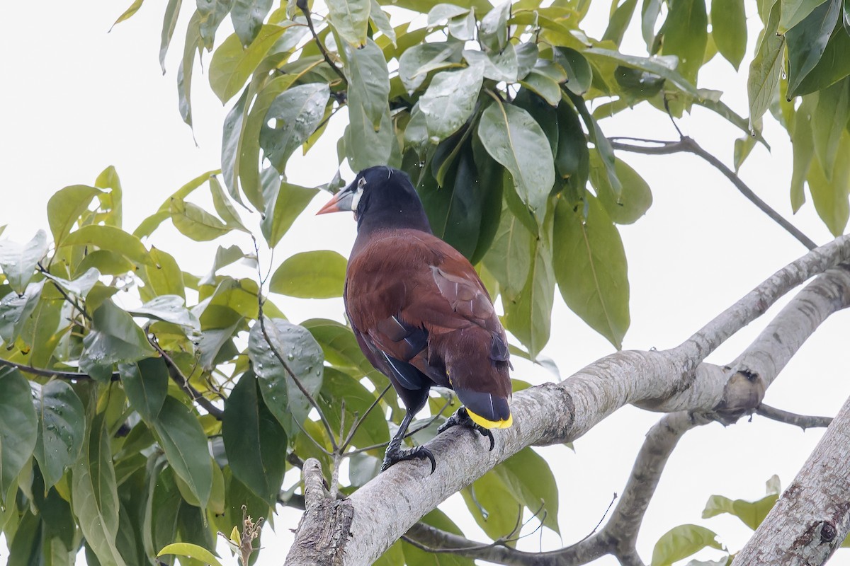 Montezuma Oropendola - ML647051731