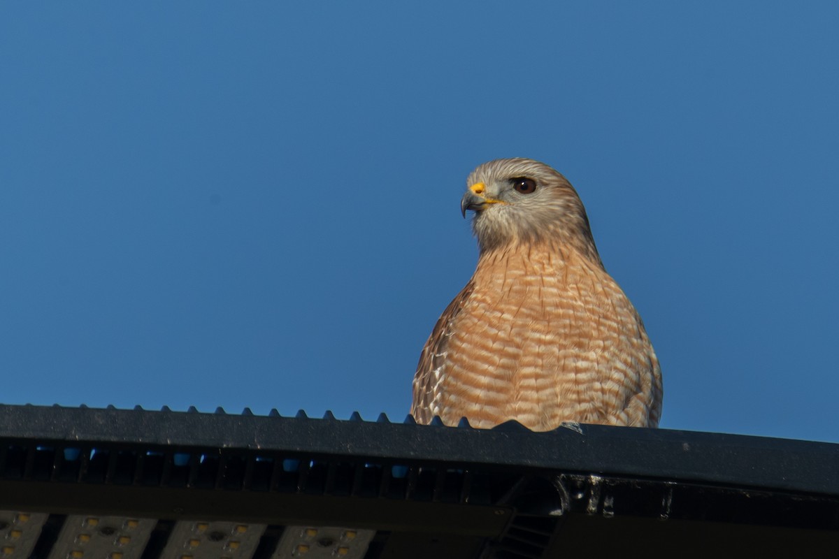 Red-shouldered Hawk - ML647051733
