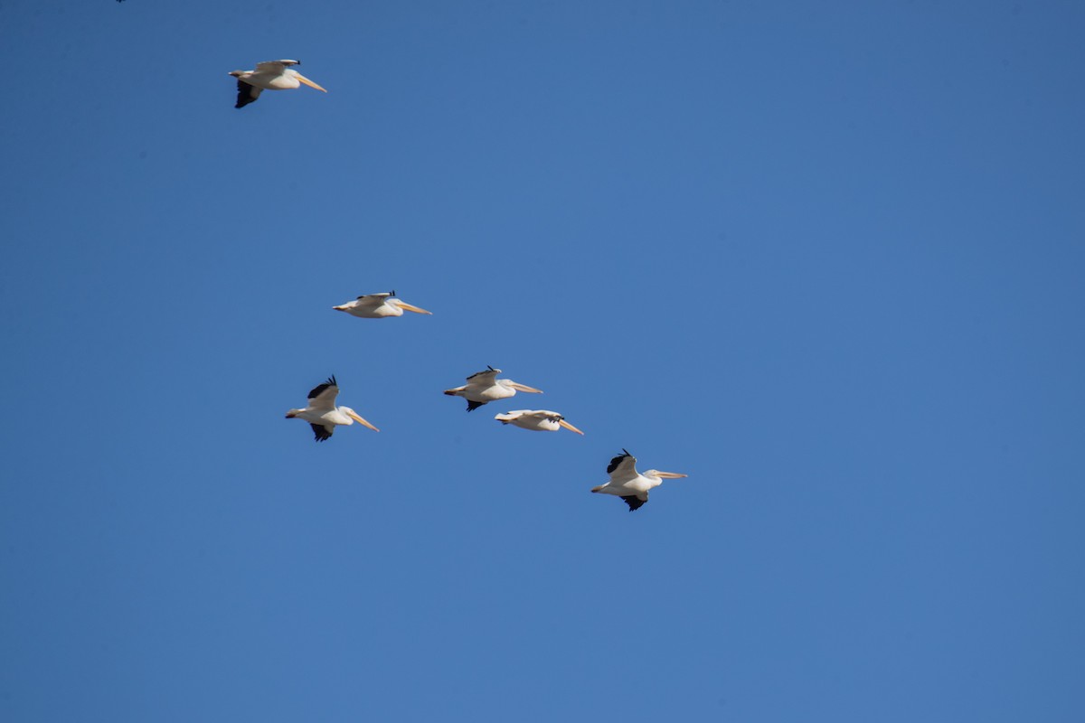 American White Pelican - ML647051738