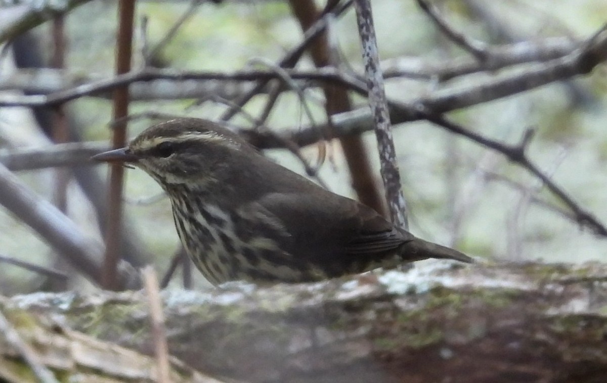 Northern Waterthrush - ML647051740