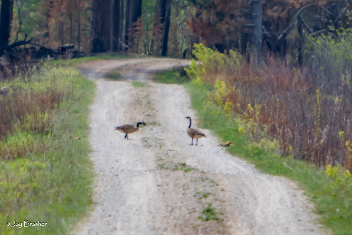 Kanada Kazı - ML647051743