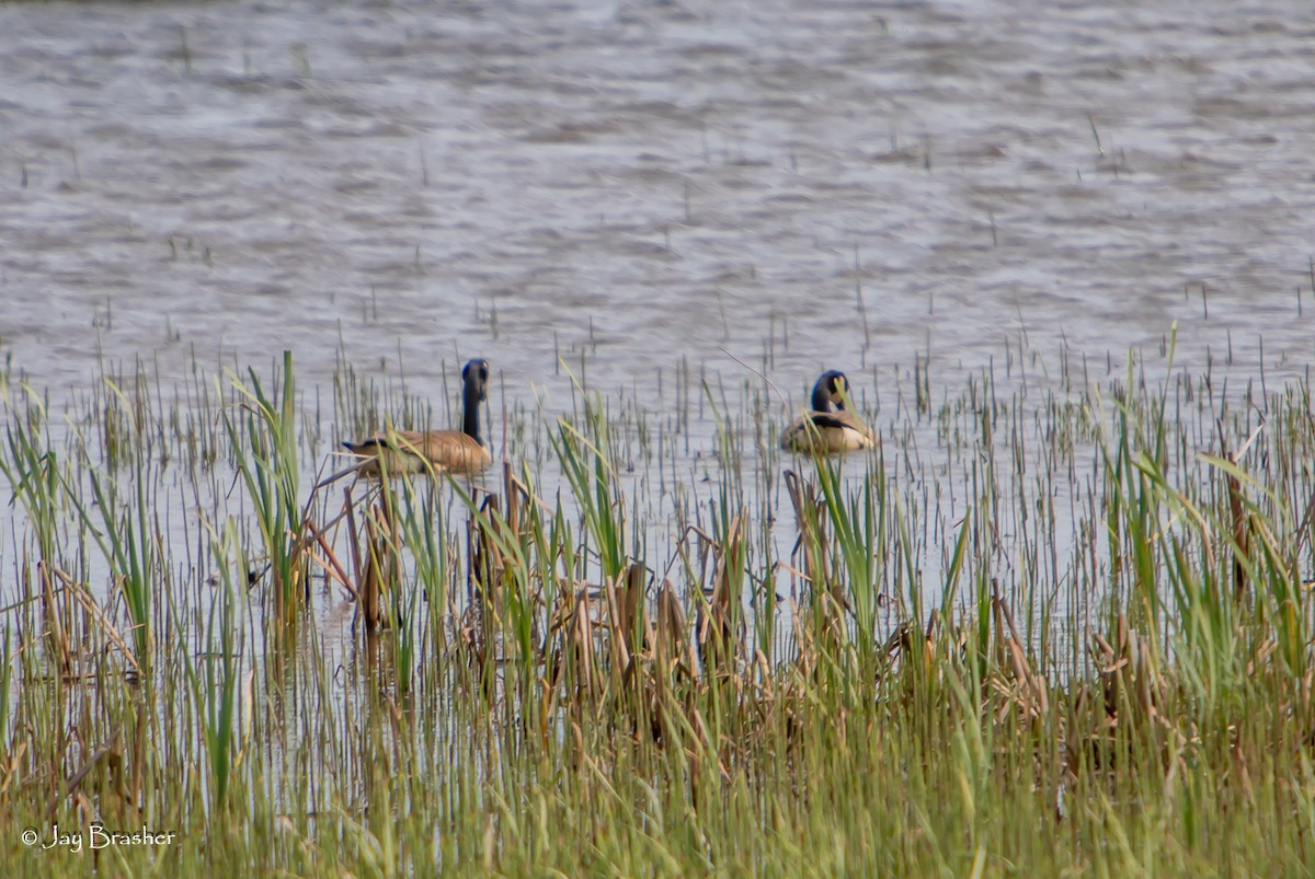 Kanada Kazı - ML647051744