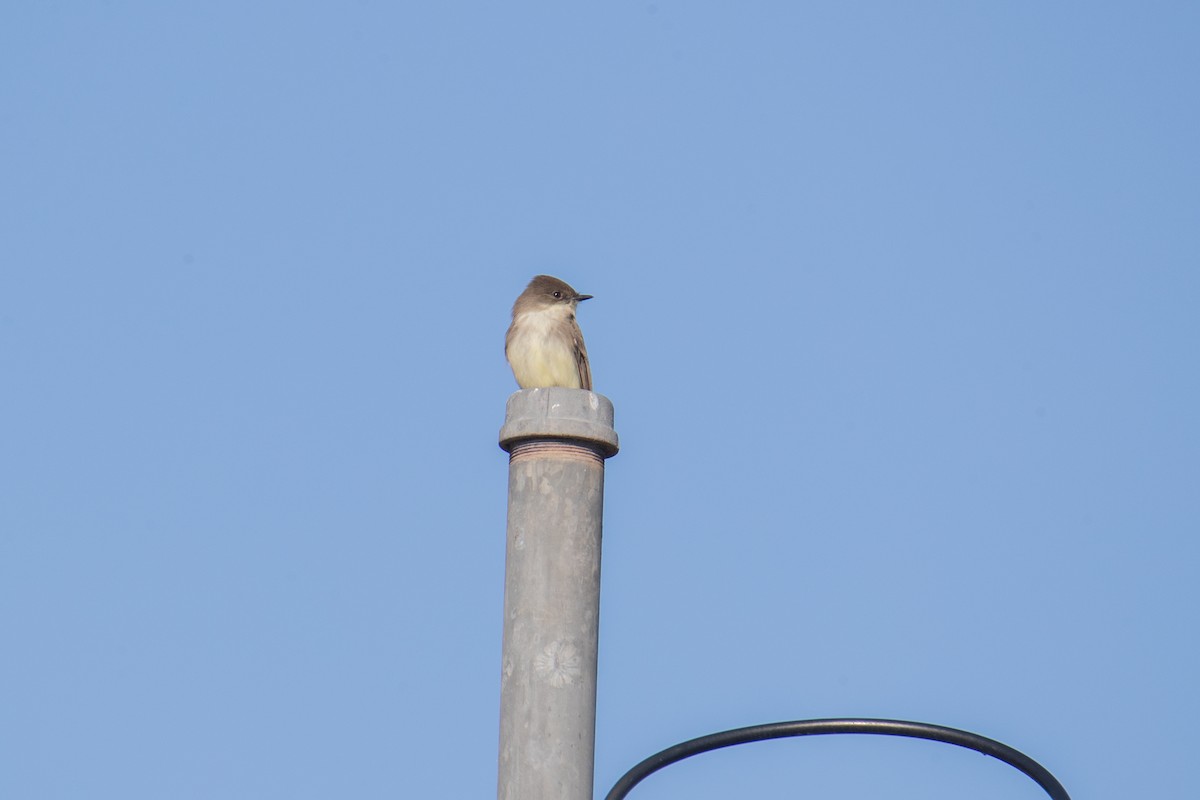 Eastern Phoebe - ML647051745