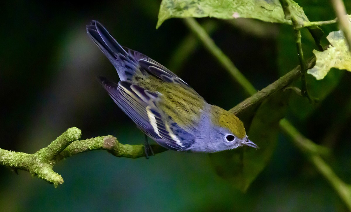 Chestnut-sided Warbler - ML647051747
