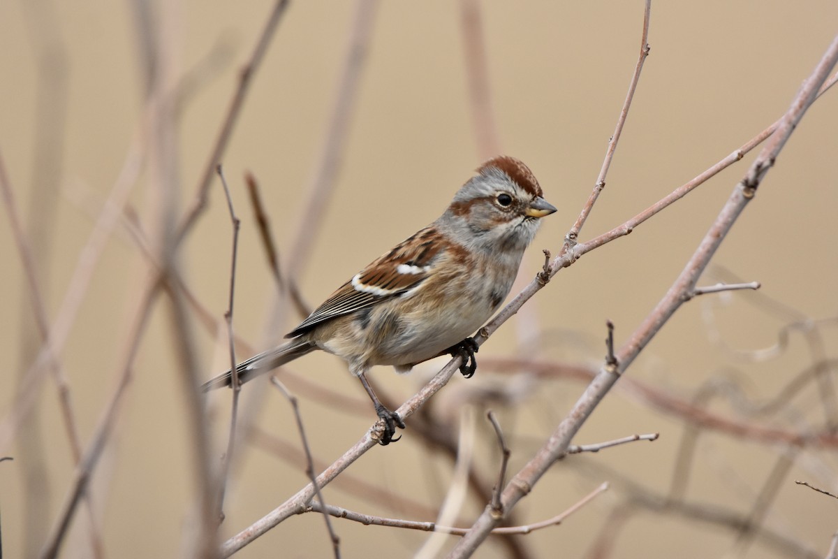 ムナフヒメドリ - ML647051754