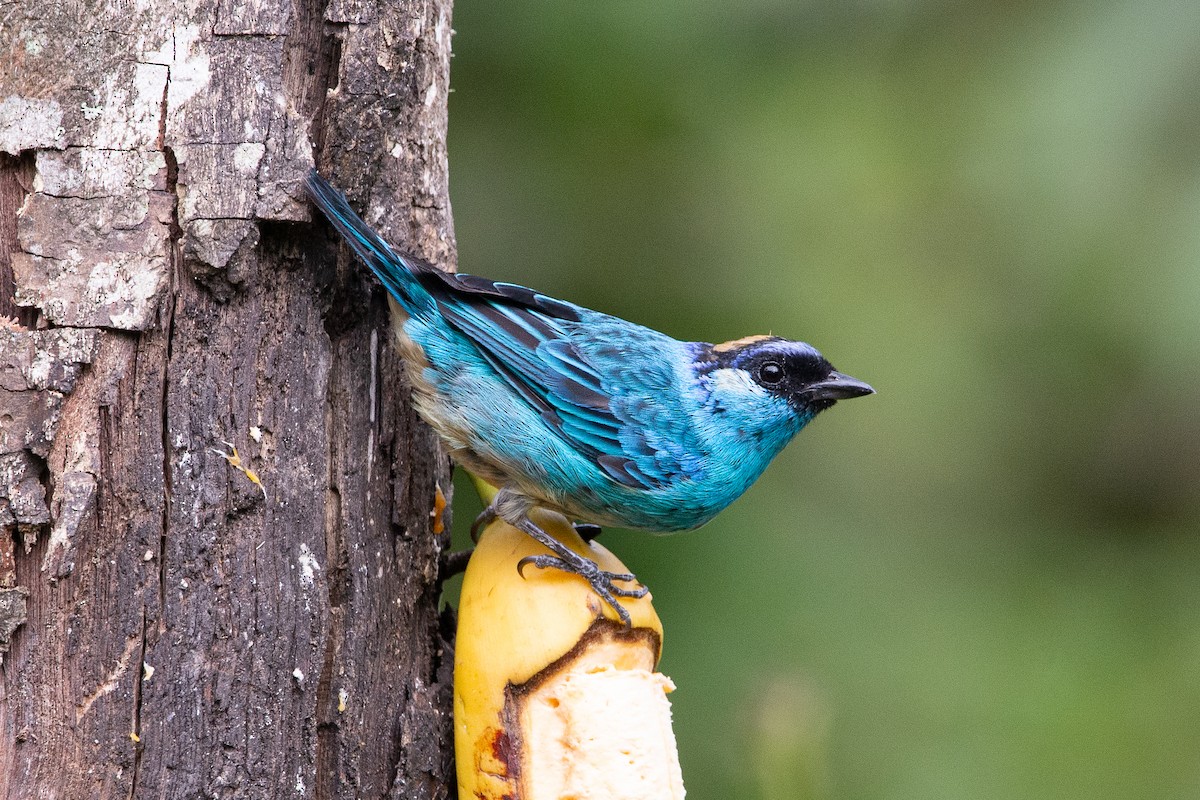 Golden-naped Tanager - ML647051764