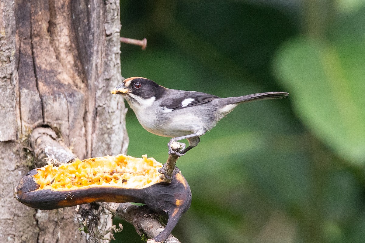 White-winged Brushfinch - ML647051772