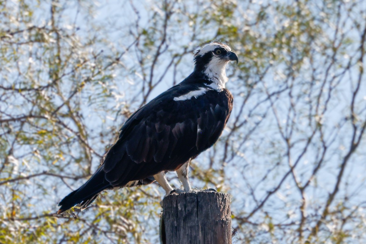 Скопа західна (підвид carolinensis) - ML647051783