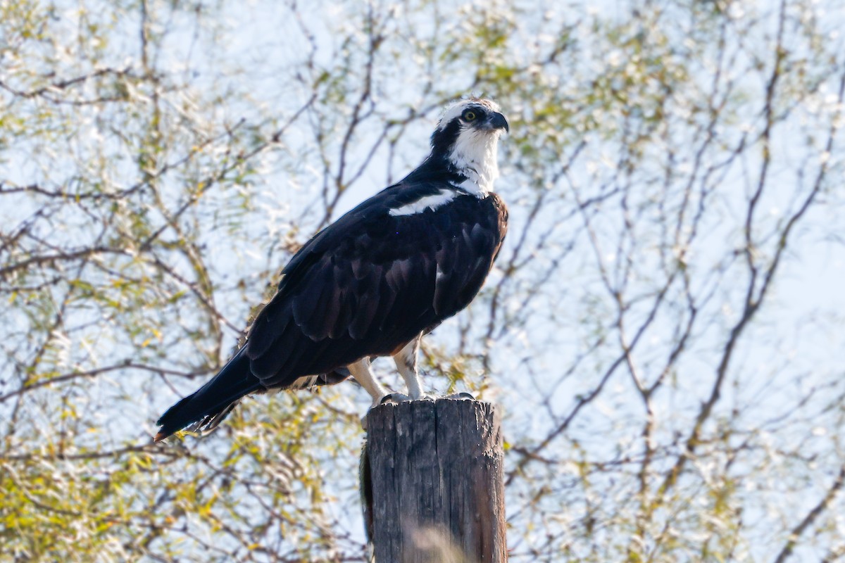 Скопа західна (підвид carolinensis) - ML647051786