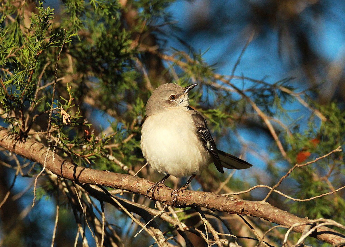Northern Mockingbird - ML647051794