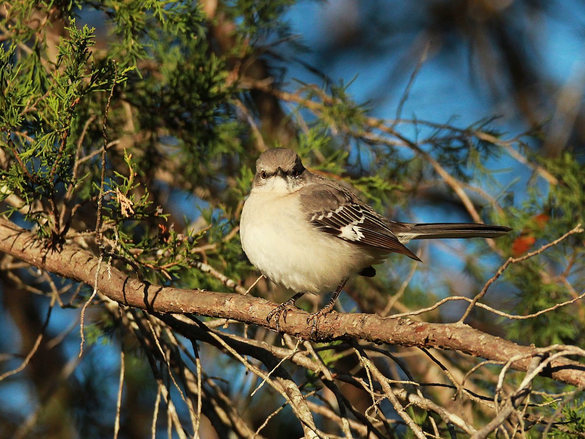 Northern Mockingbird - ML647051795